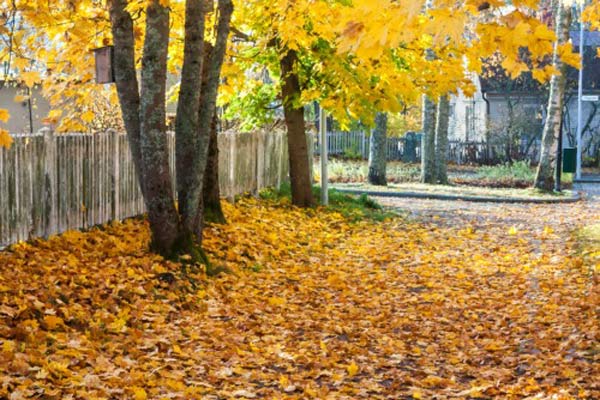 A tree with a yellow leaves