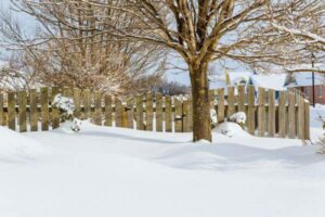 snow tree