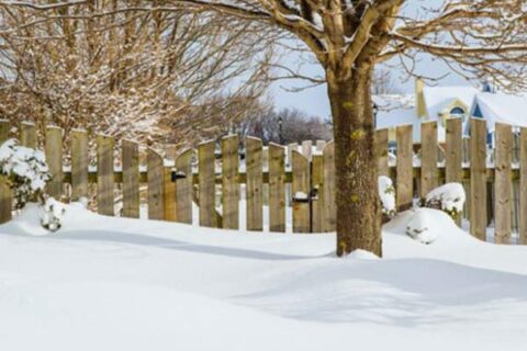 tree and snow