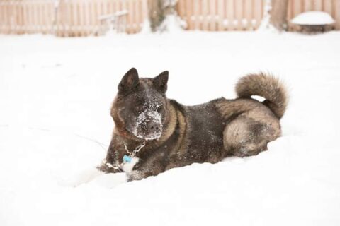 Gog playing in the snow