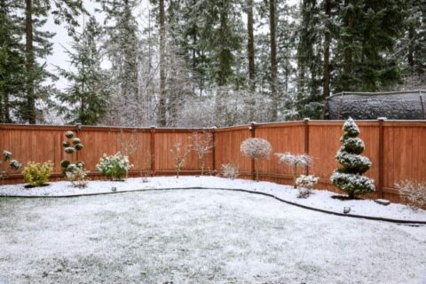 snow lawn