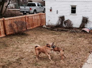 dogs playing in newly fenced in backyard