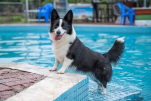Dog in the swimming pool