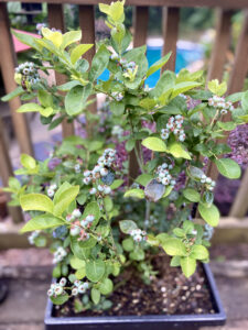 A potted blueberry plant with ripening blueberries