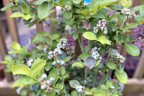 Blueberry plant in outdoor,Batavia,IL