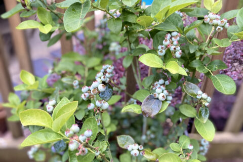 Blueberry plant at Batavia, IL.