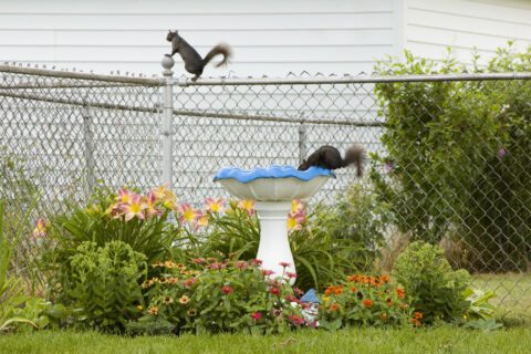 The Squirrels near steel fence and Birdbath